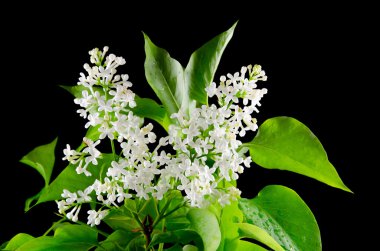 siyah arka plan, beyaz leylak buket