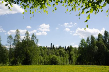 Yeşil ve sarı renkler parlak yaz pastureland