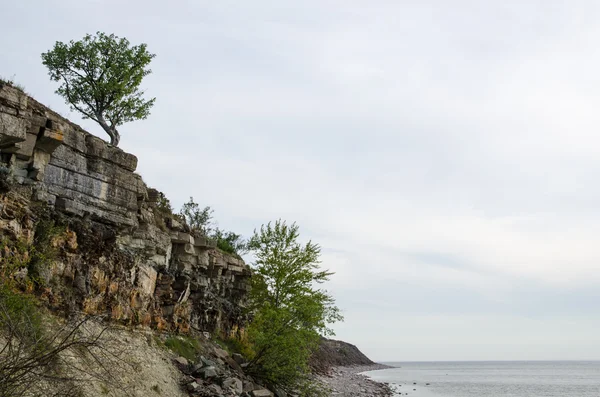 崖と costline でローンツリー — ストック写真