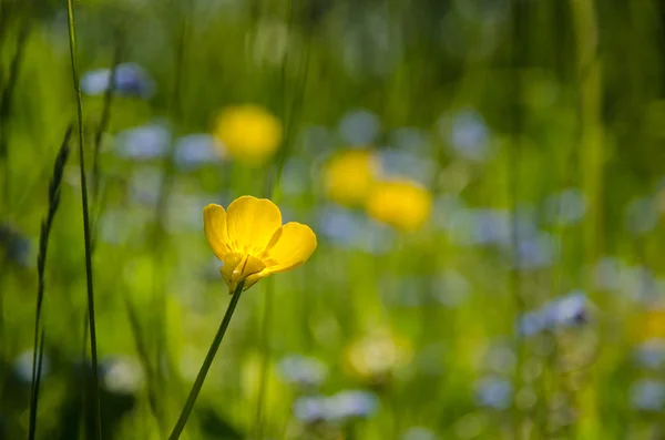 여름 풀밭에서 미나리 꽃에 초점 — 스톡 사진