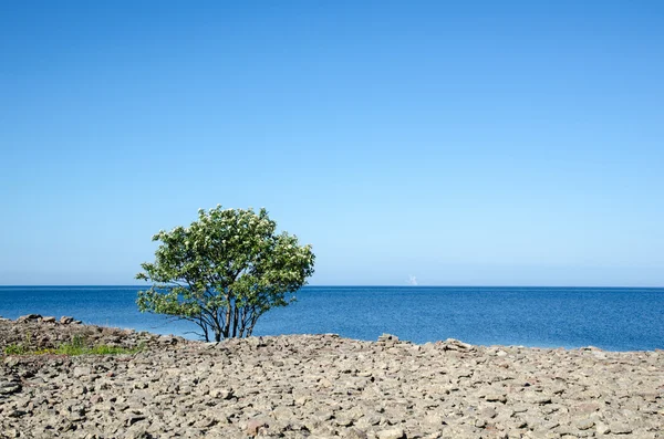 Blühen einsamer Weißbuchenbaum an der Küste — Stockfoto