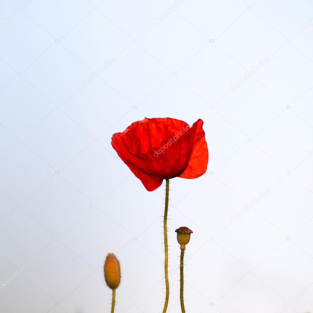 Single poppy at bright background