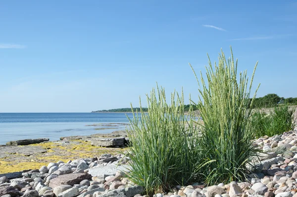 Herbe verte sur une côte rocheuse pierreuse et plate — Photo