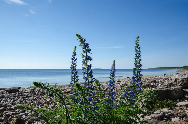 Blaue Blumen an einer ruhigen Bucht an einer steinigen Küste — Stockfoto