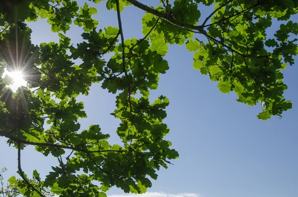 Foglie di quercia fresca con raggi di sole — Foto Stock