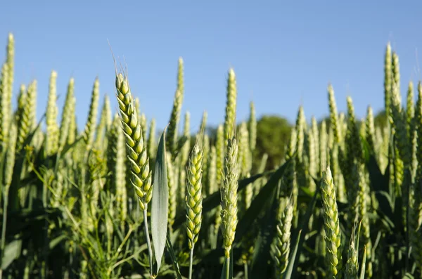 Primo piano del campo di grano — Foto Stock