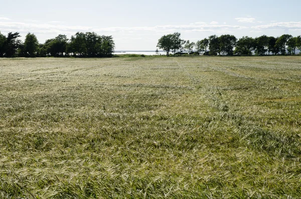 Barley field by the coast — Stock Photo, Image