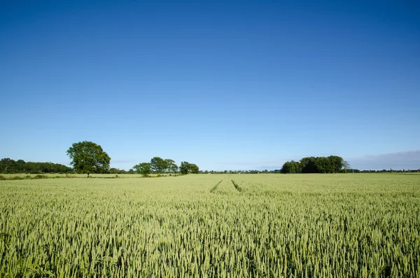 Wheat field at blue sky — Stock Photo, Image