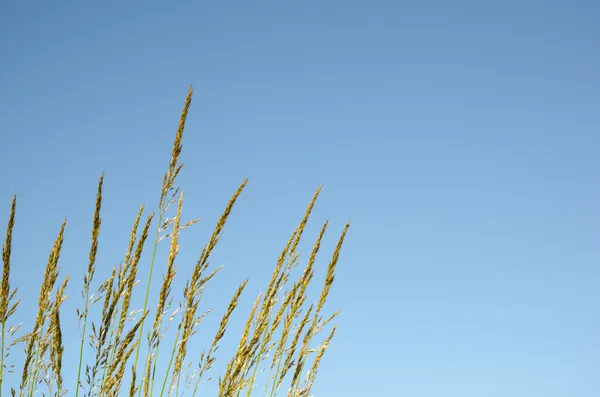 Pajitas de hierba en el cielo azul —  Fotos de Stock