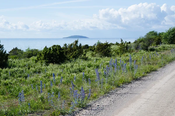 Blick am Straßenrand auf blaue Blumen an der Küste — Stockfoto