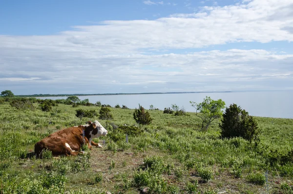 Vaca observando a vista em uma calma pastagem costeira — Fotografia de Stock