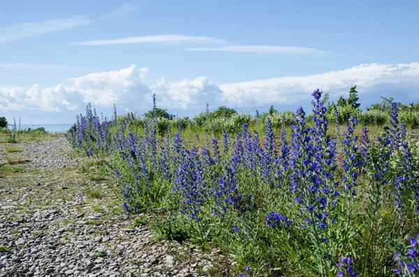 Blue flowers along a footpath to the coast — Stock Photo, Image