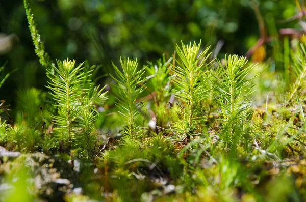 Ung fräsch spruce plantan — Stockfoto