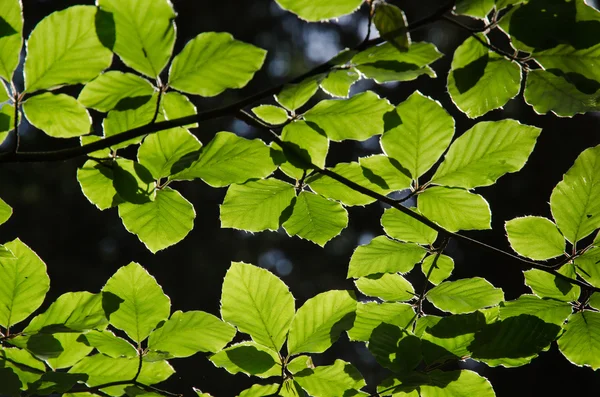 Backlit beech leves in forest — Stock Photo, Image