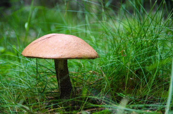 Growing Birch bolete mushroom in the grass — Stock Photo, Image