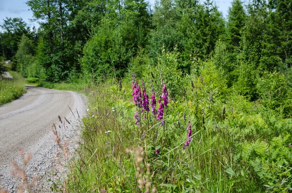 沿着砾石路边的紫花 — 图库照片
