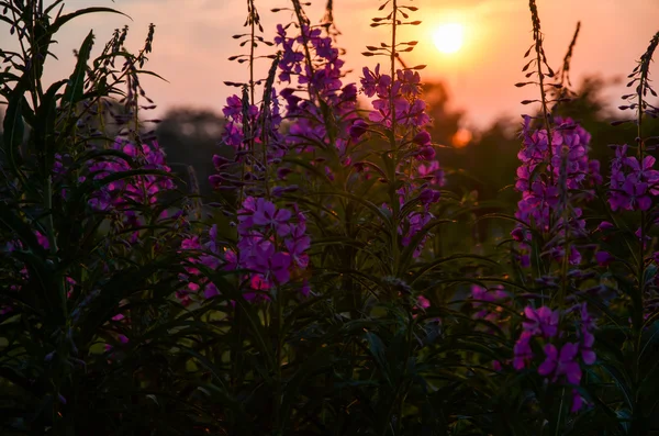 Primo piano dei fiori di erba pompiera al tramonto — Foto Stock