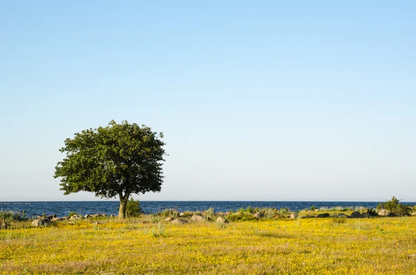 Árvore solitária pela costa — Fotografia de Stock