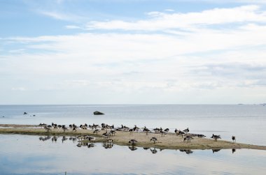 yaban kazları, küçük bir ada