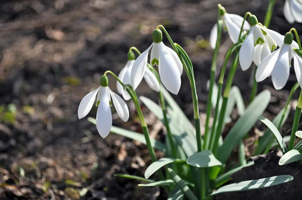 Sneeuwklokjes — Stockfoto