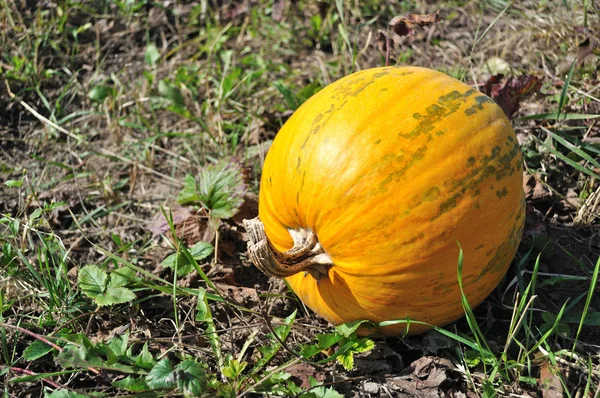 Pumpkin on the autumn garden — Stock Photo, Image