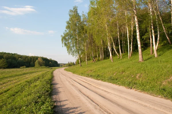 Bosque de abedul — Foto de Stock