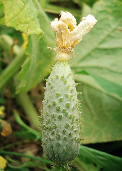 Fresh cucumber — Stock Photo, Image