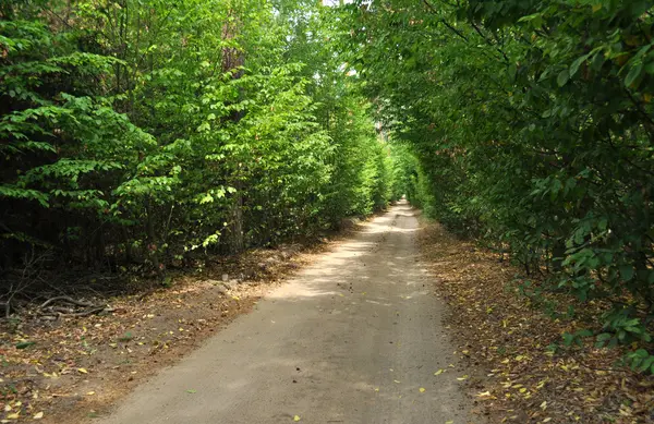 Strada forestale — Foto Stock