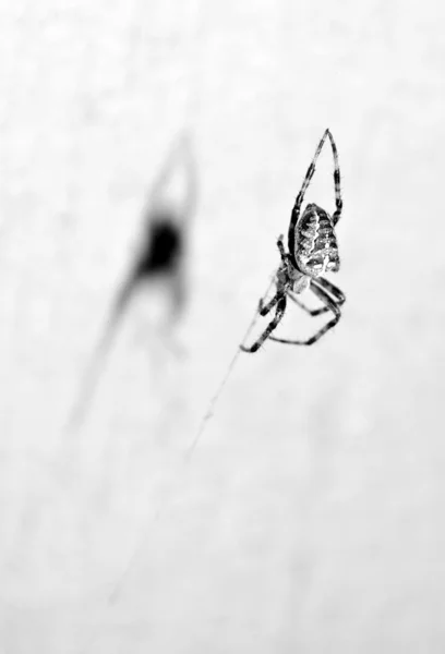 Тень паука — стоковое фото