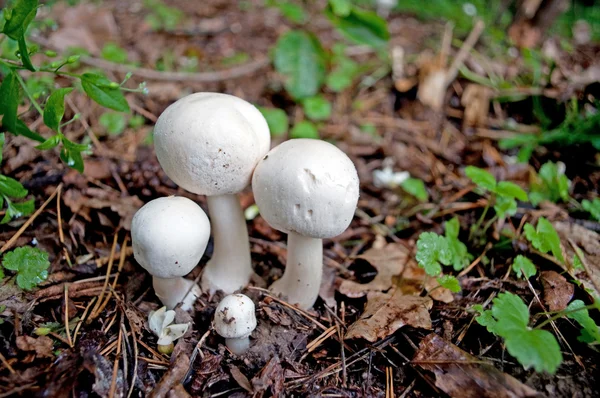 Cogumelos na floresta — Fotografia de Stock