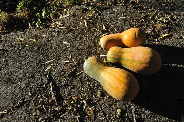 Three pumpkins — Stock Photo, Image