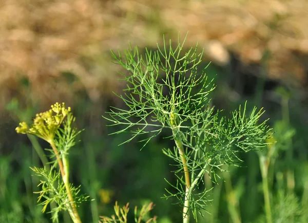 Sprig of dill — Stock Photo, Image
