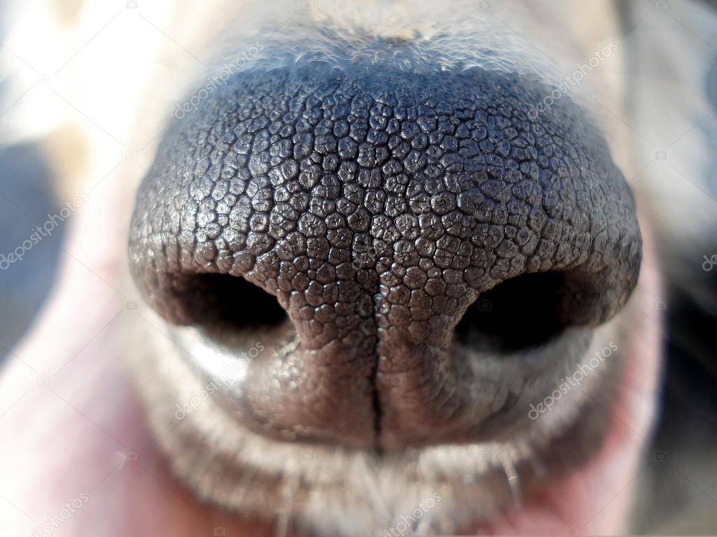 Dog nose — Stock Photo © tarasylo 14762739