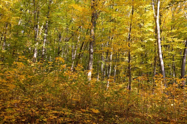 Yellow Leaves Trees Autumn Forest — Stock Photo, Image
