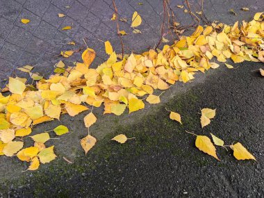 Asfaltta sarı huş yaprakları