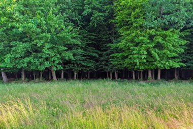 Tarlanın çevresindeki orman manzarası