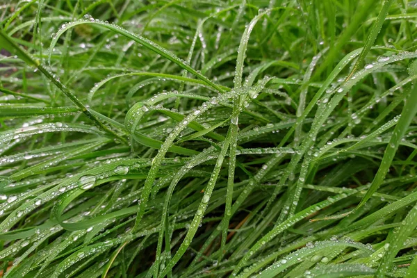 緑豊かな草に水滴 — ストック写真