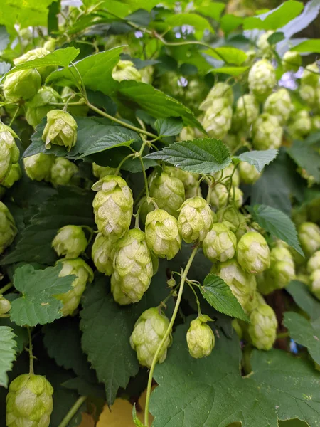 Fleurs Houblon Vert Avec Feuilles — Photo