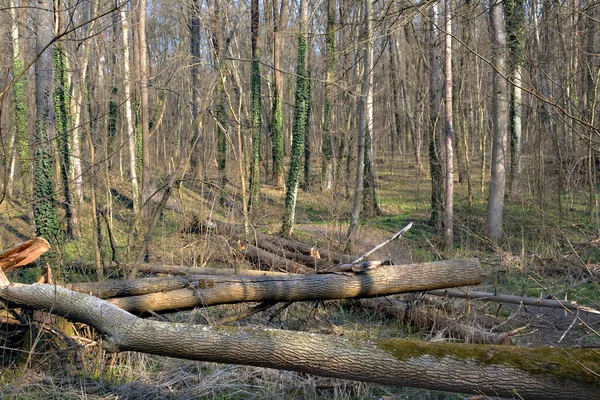 Πεσμένα Δέντρα Στο Δάσος — Φωτογραφία Αρχείου
