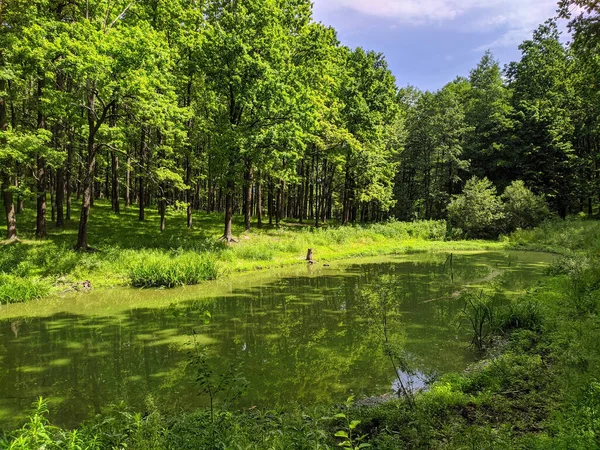 Staw Leśny Zieloną Wodą — Zdjęcie stockowe