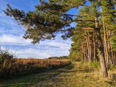 Akşamları çam ağaçları