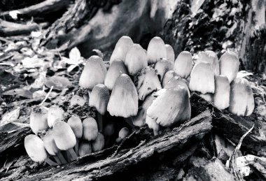 a group of Coprinellus micaceus black and white