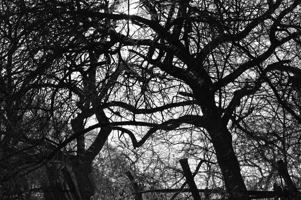 Černobílá Silueta Stromů — Stock fotografie