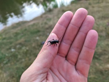 cricket insect on a man's hand