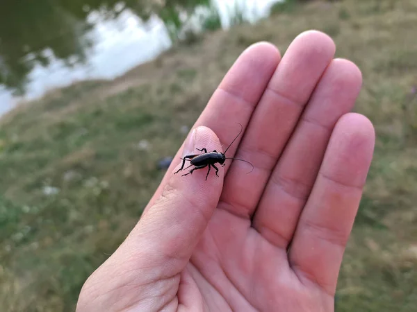 Cricket Insect Man Hand — Stockfoto