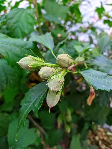 Green Pods Hazelnuts Tree — Stok fotoğraf