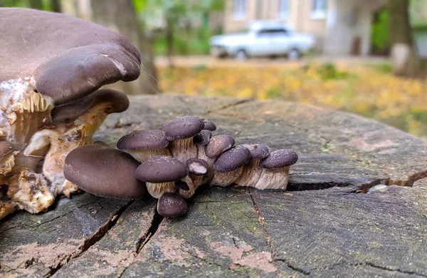 Group Pleurotus Ostreatus Mushrooms Tree Stump — Stockfoto