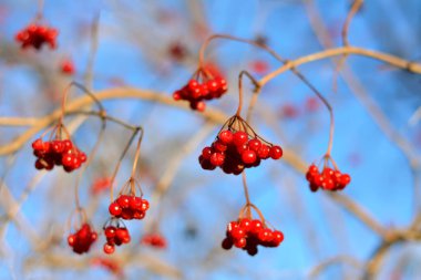 Viburnum meyvesi sonbaharda bir dalda gökyüzünün arka planında