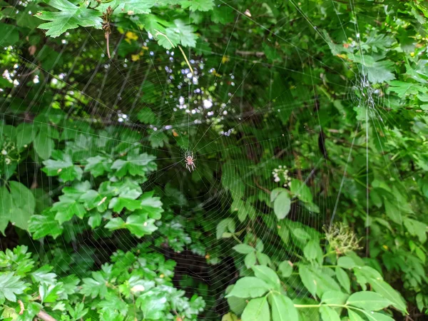 Bir Örümcek Yeşil Yaprakların Arasında Bir Ağın Ortasında Oturur — Stok fotoğraf