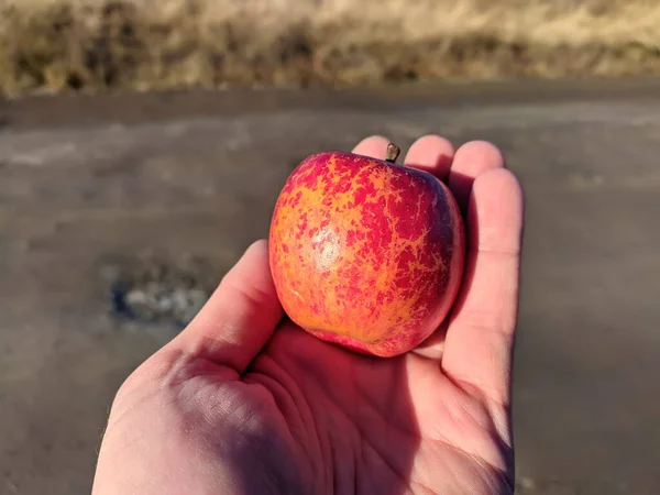 red flavored apple in the human palm